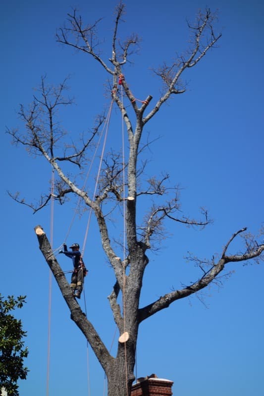 Arboriste grimpeur encordé démontant un grand arbre par sections