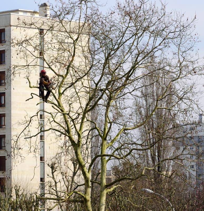 Arboriste grimpeur casqué élaguant un grand platane devant un immeuble