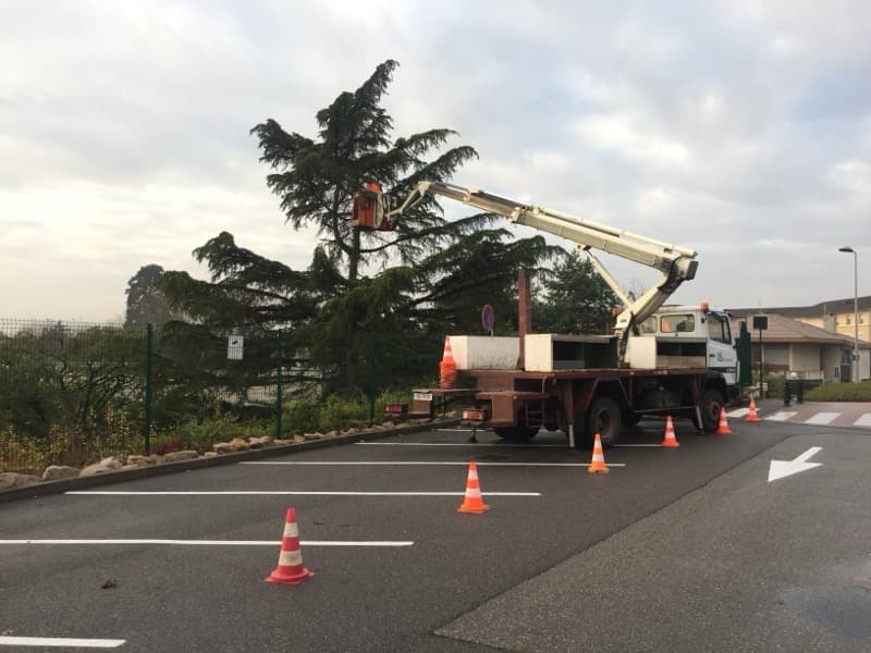 Nacelle élévatrice installée au pied d'un grand cèdre à sécuriser