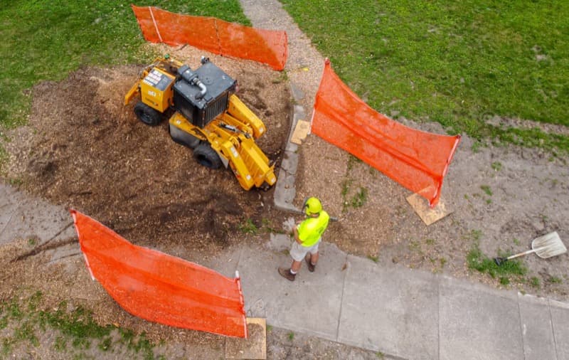 Rogneuse de souche en action dans une zone de travail balisée